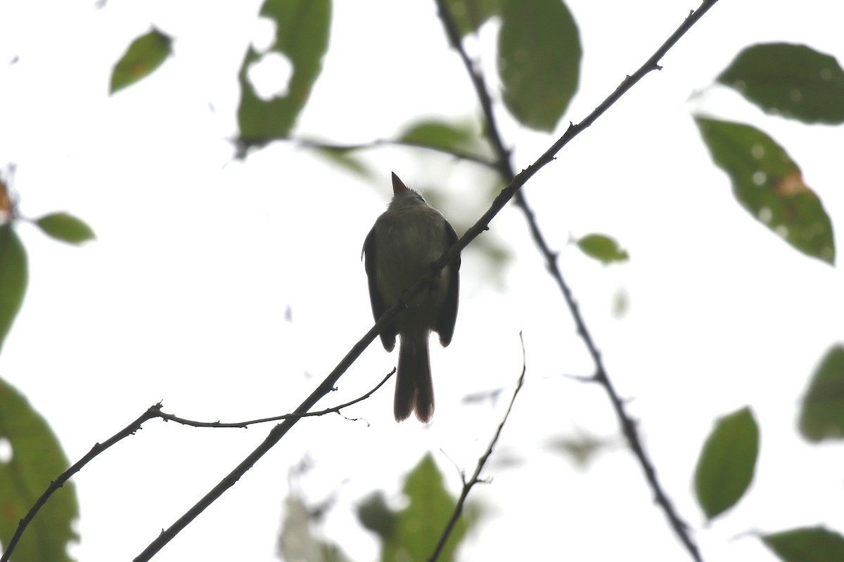 Gray-breasted Flycatcher - ML616498773