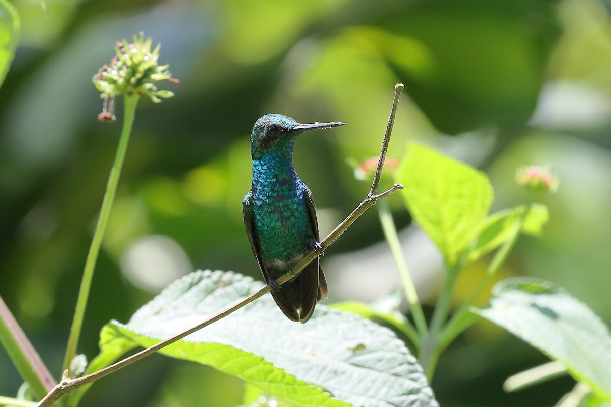 Blue-tailed Emerald - ML616498777