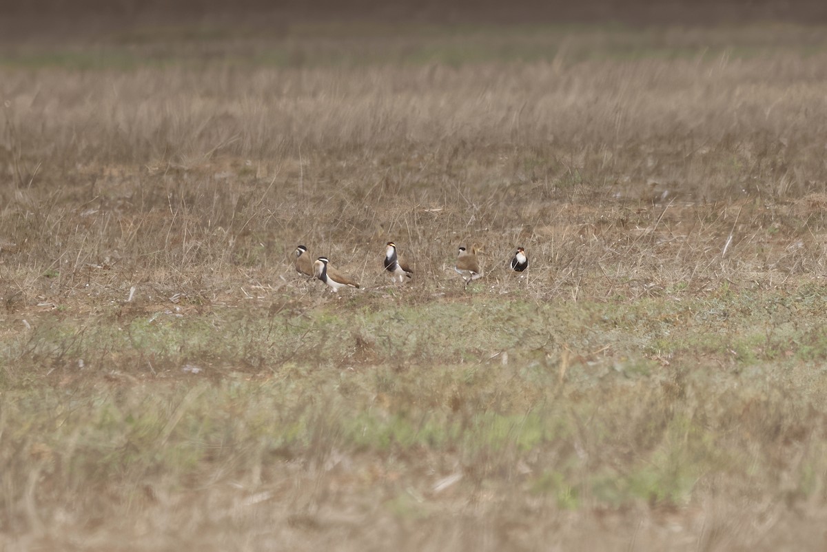 Banded Lapwing - ML616498789