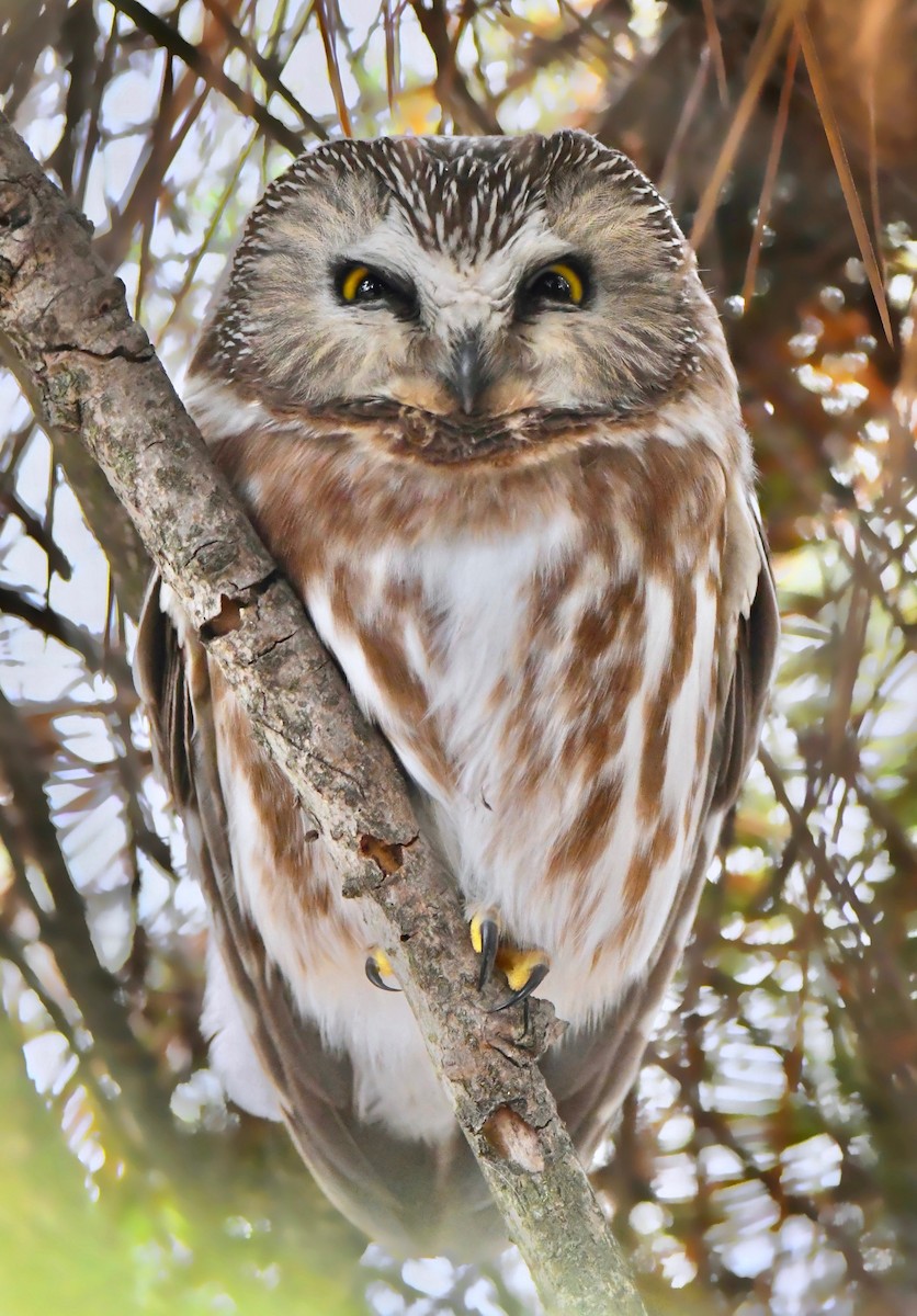 Northern Saw-whet Owl - Kalin Ocaña