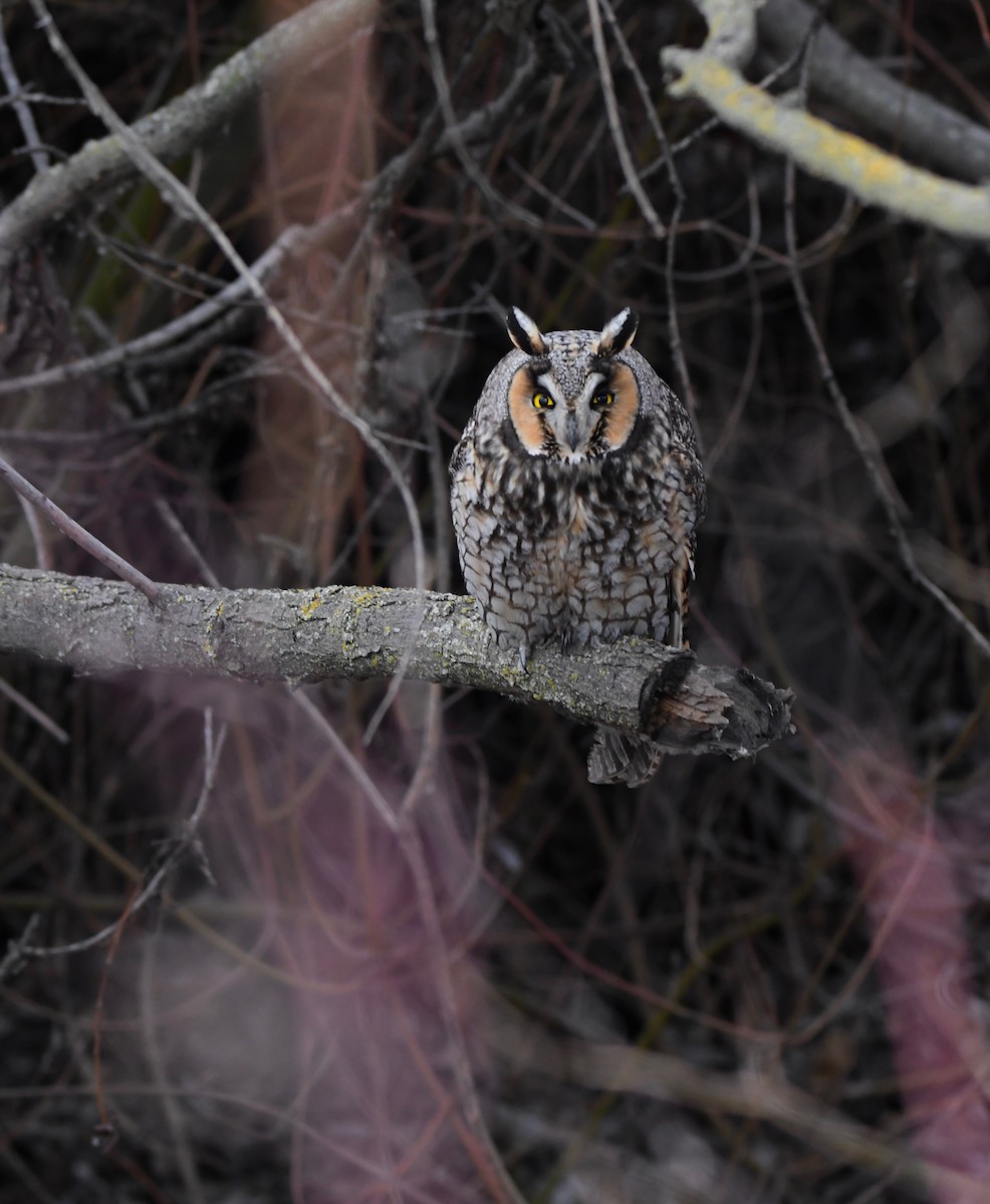 Long-eared Owl - Kalin Ocaña