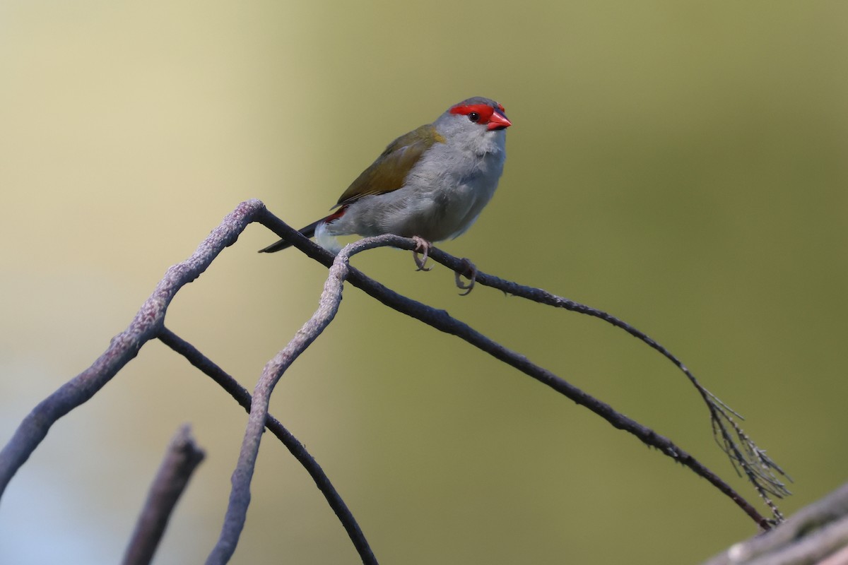 Red-browed Firetail - ML616498949