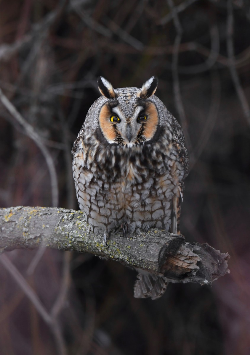 Long-eared Owl - ML616498950
