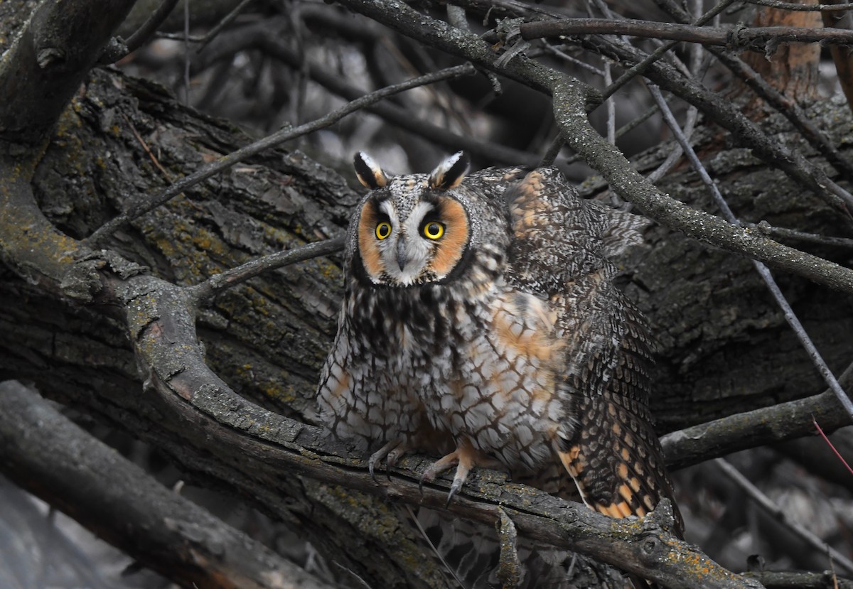Long-eared Owl - ML616498972