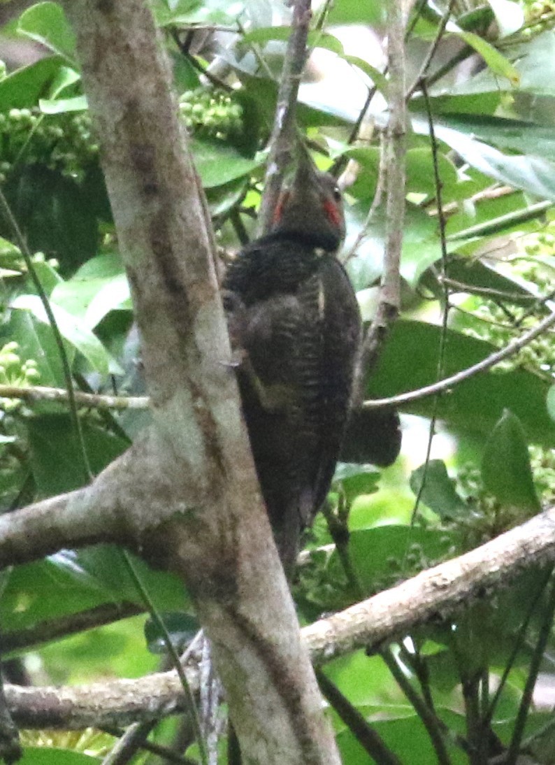 Buff-necked Woodpecker - ML616499014