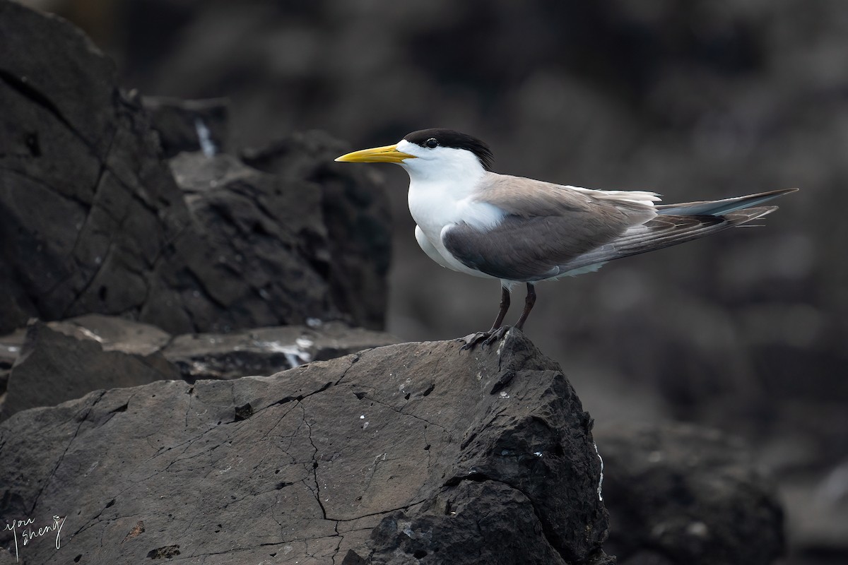 Great Crested Tern - ML616499066