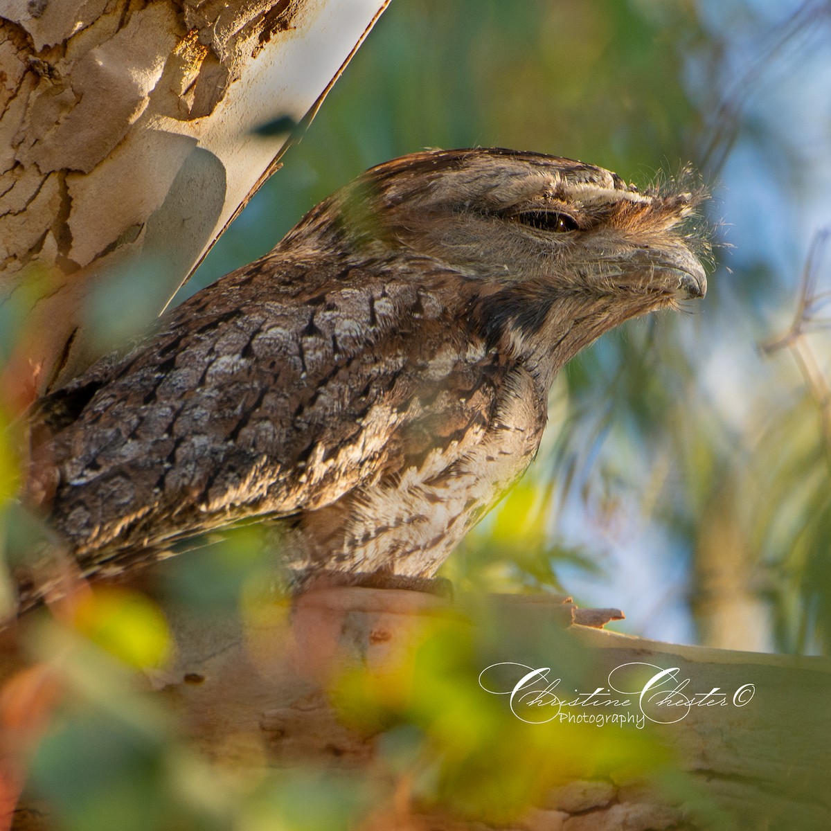 Tawny Frogmouth - Christine  Chester