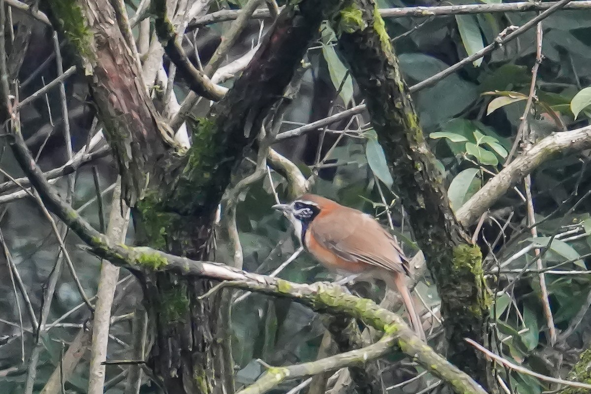 Greater Necklaced Laughingthrush - ML616499142
