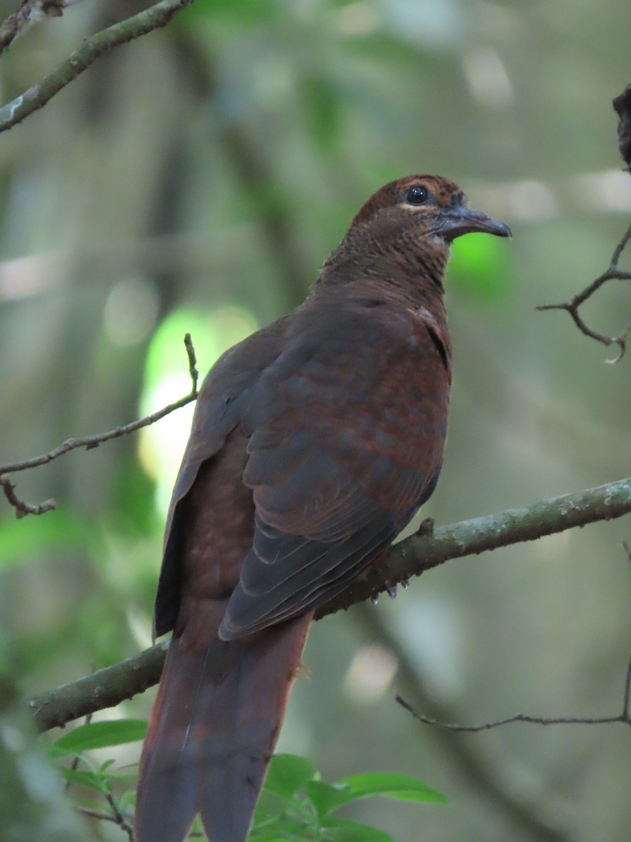Brown Cuckoo-Dove - ML616499150