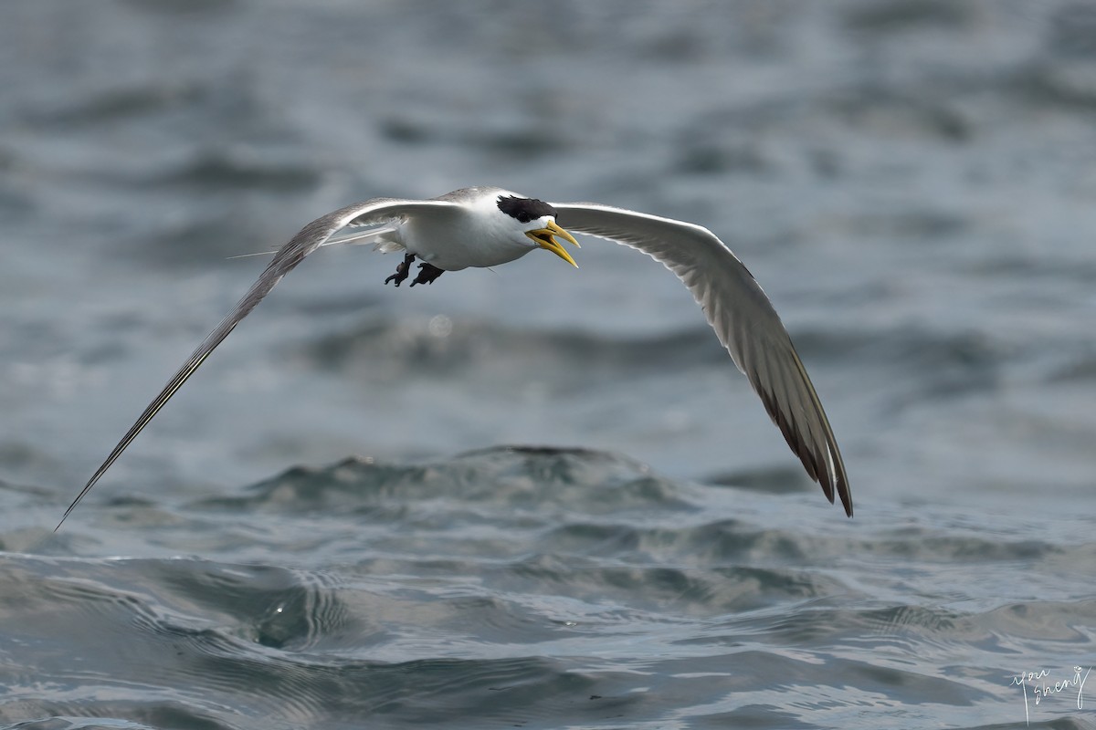 Great Crested Tern - ML616499168