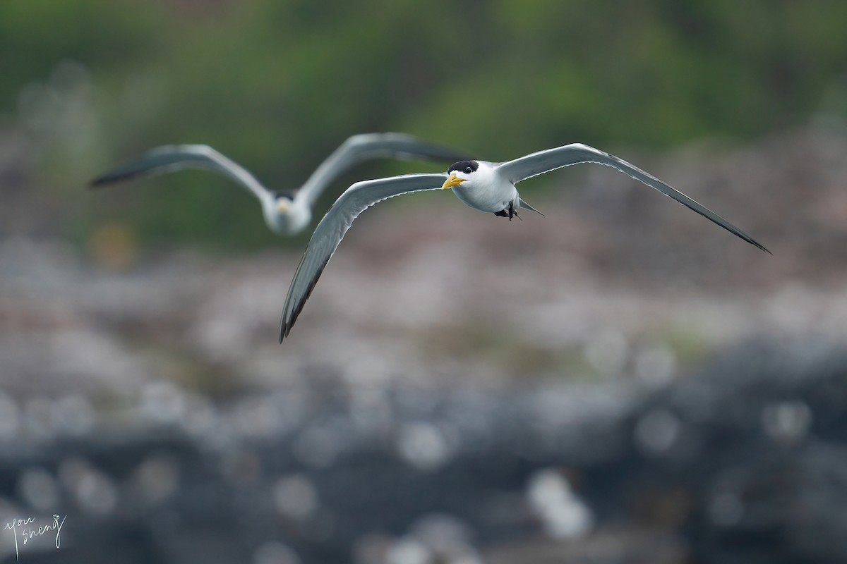 Great Crested Tern - ML616499169