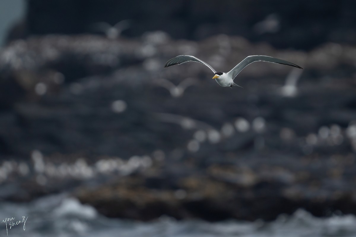 Great Crested Tern - ML616499170