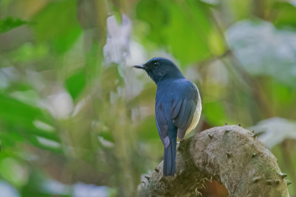 White-bellied Blue Flycatcher - Rajkumar Das