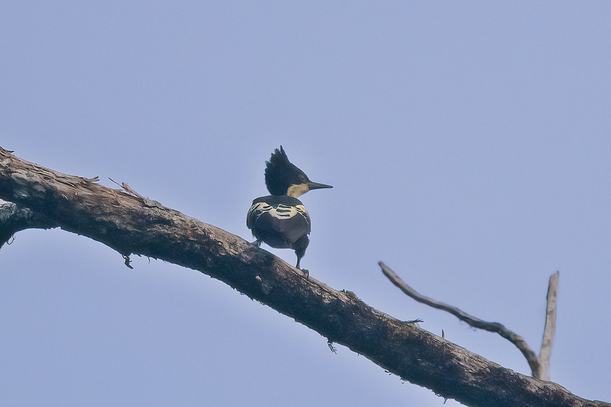 Heart-spotted Woodpecker - Rajkumar Das