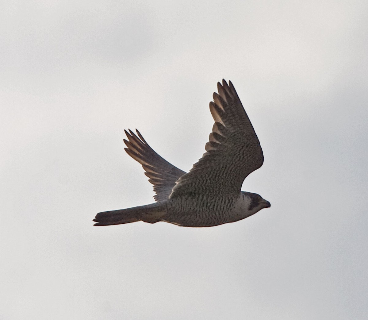 Peregrine Falcon (Peale's) - ML616499249