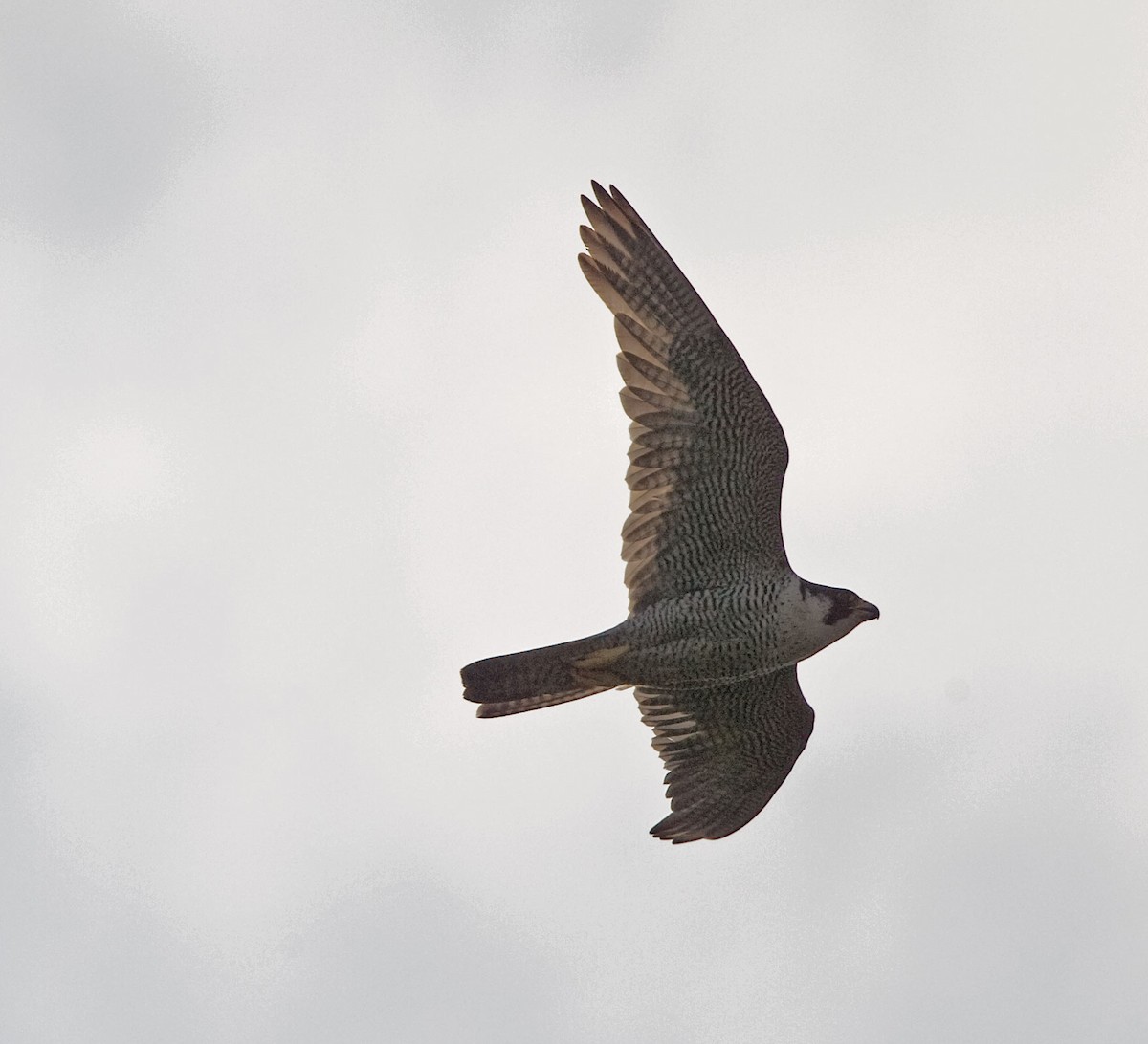 Peregrine Falcon (Peale's) - ML616499250