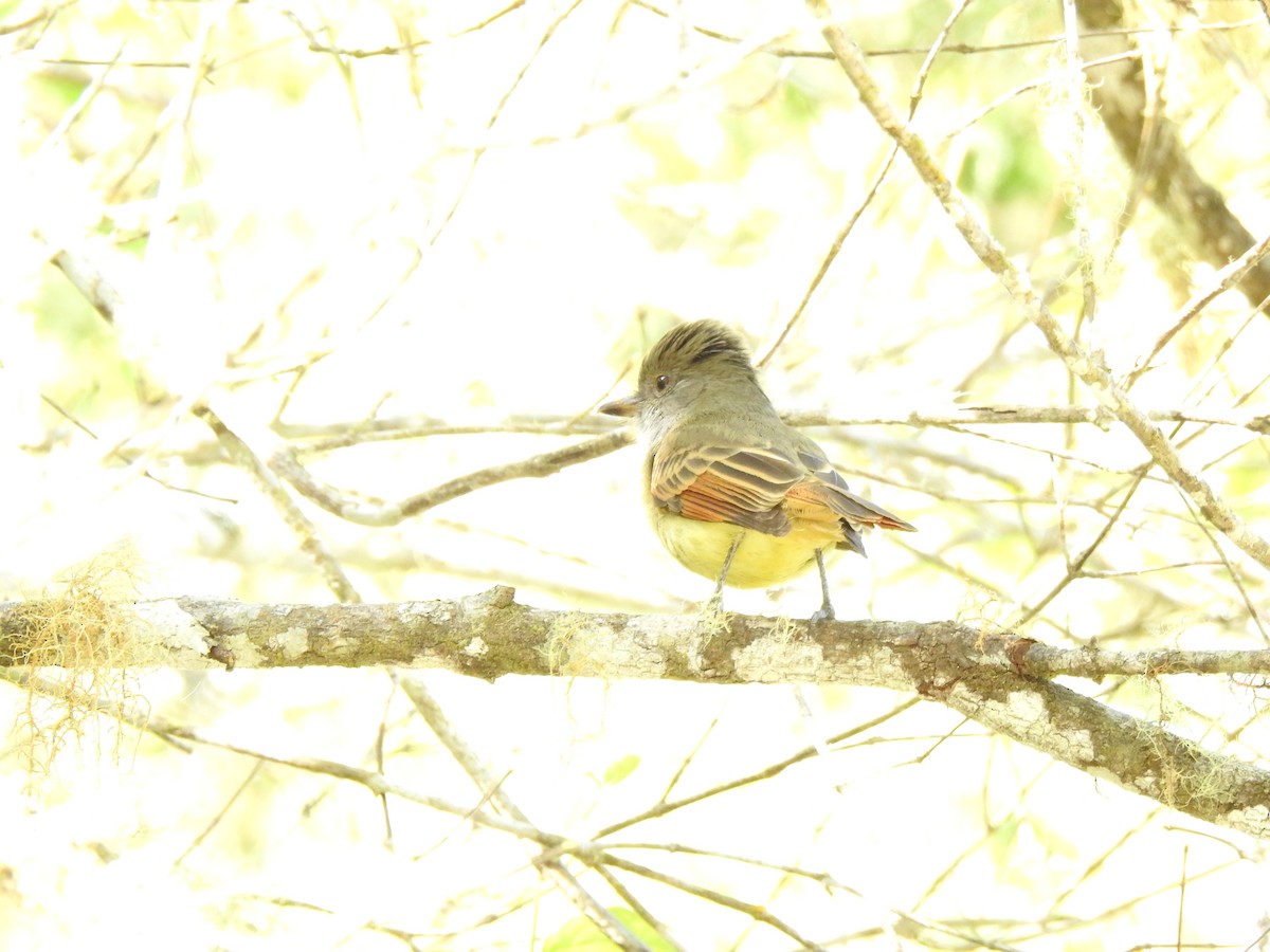 Rufous-tailed Flycatcher - ML616499260
