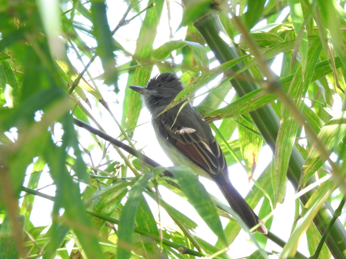 Rufous-tailed Flycatcher - ML616499266