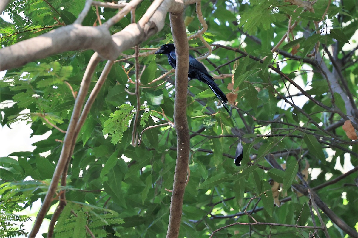 Greater Racket-tailed Drongo - ML616499284