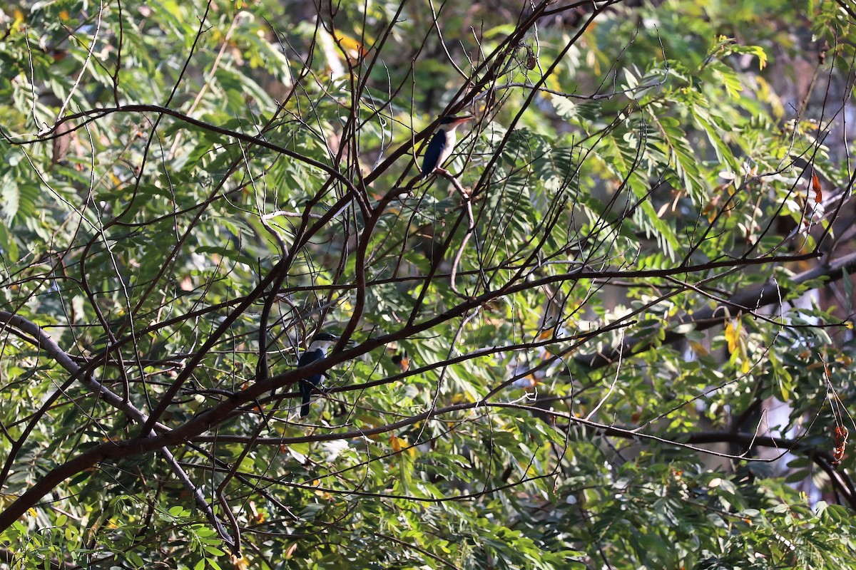 Collared Kingfisher (Oriental) - ML616499294