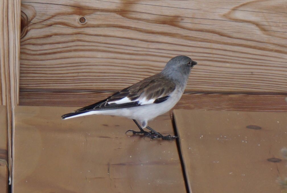 White-winged Snowfinch - ML616499492