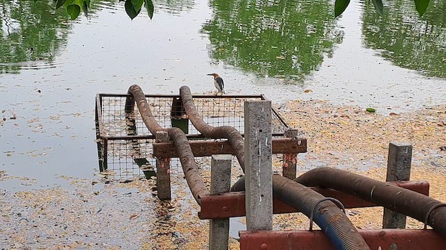 Javan Pond-Heron - ML616499627