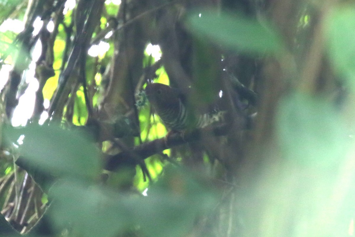Barred Long-tailed Cuckoo - ML616499679