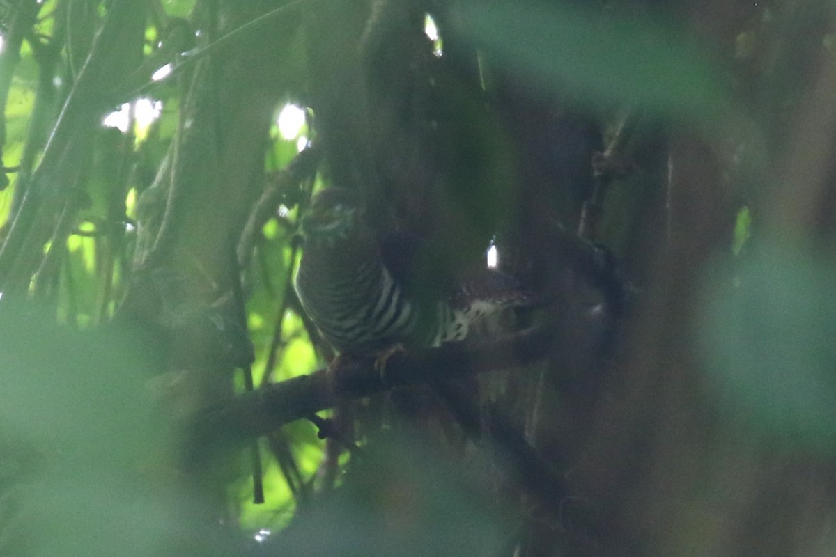 Barred Long-tailed Cuckoo - ML616499680