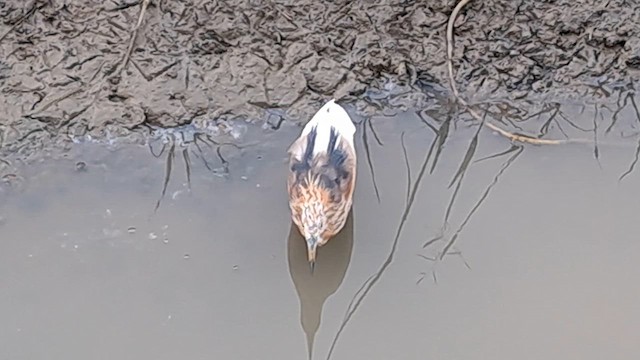 Javan Pond-Heron - ML616499692