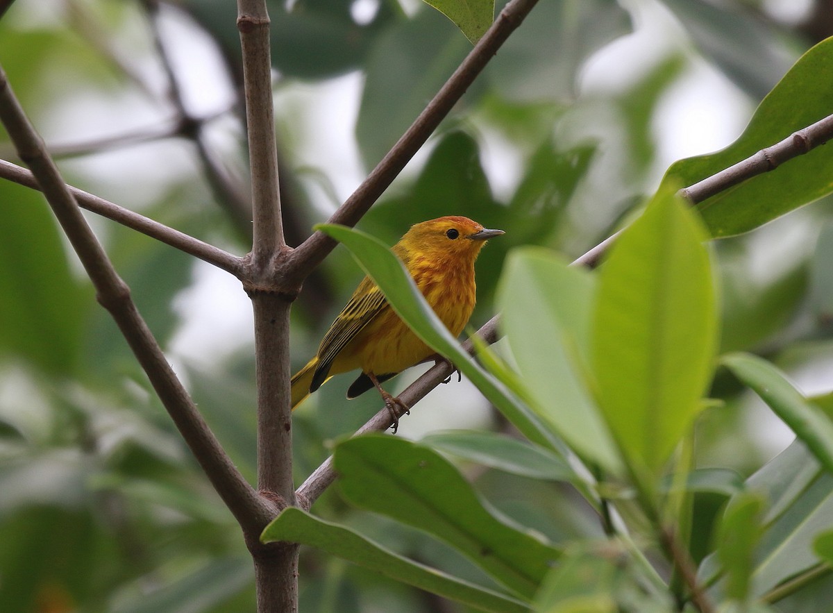 Yellow Warbler (Mangrove) - ML616499701
