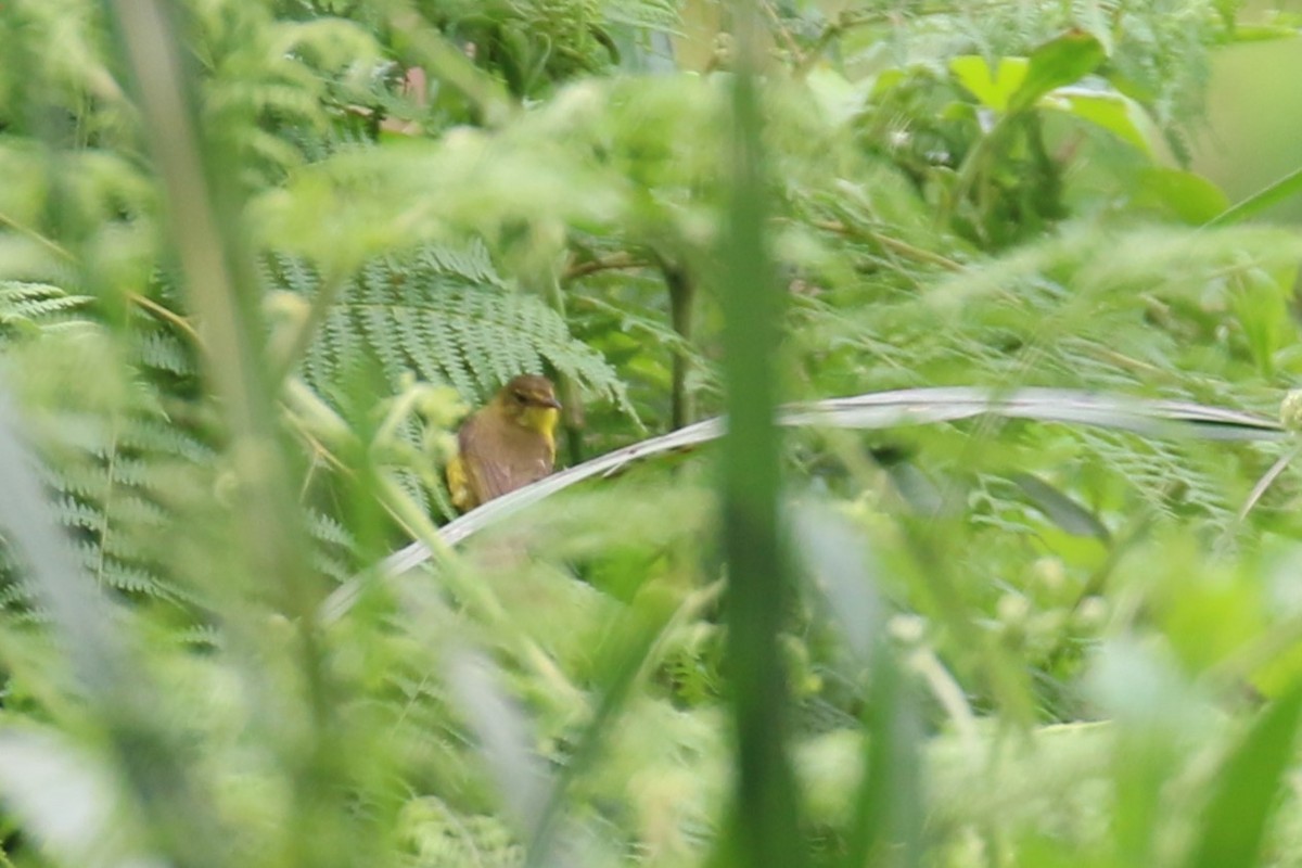 African Yellow-Warbler - ML616499728