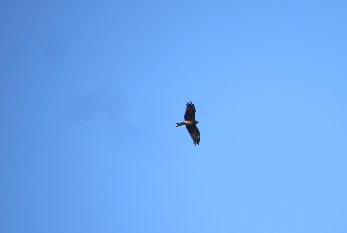 Black Kite (Black-eared) - ML616499759