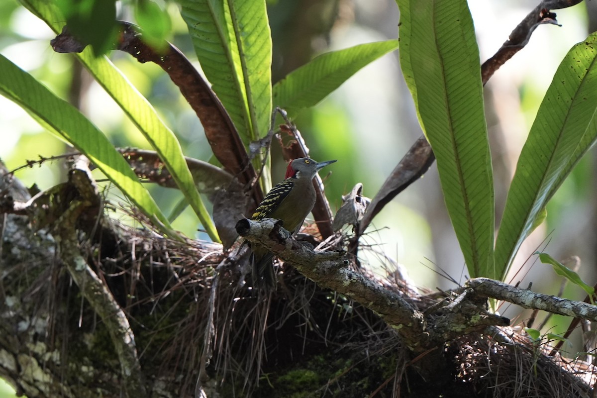 Hispaniolan Woodpecker - ML616500036