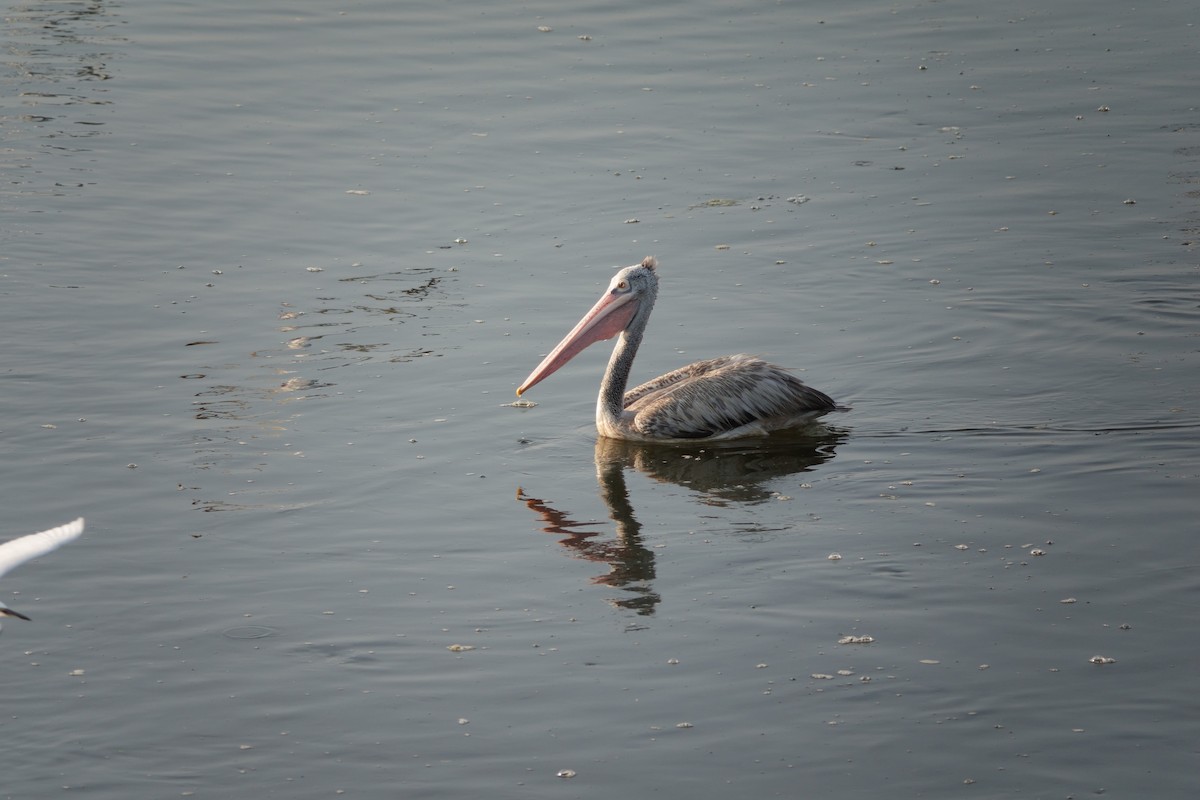 Spot-billed Pelican - Madhan Dhanushkodi