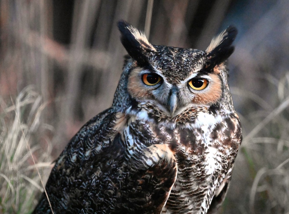 Great Horned Owl - ML616500164