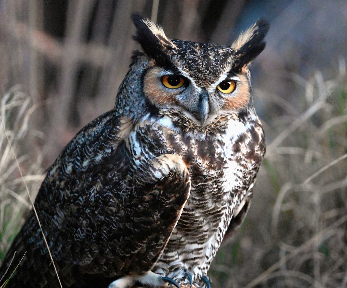 Great Horned Owl - ML616500165