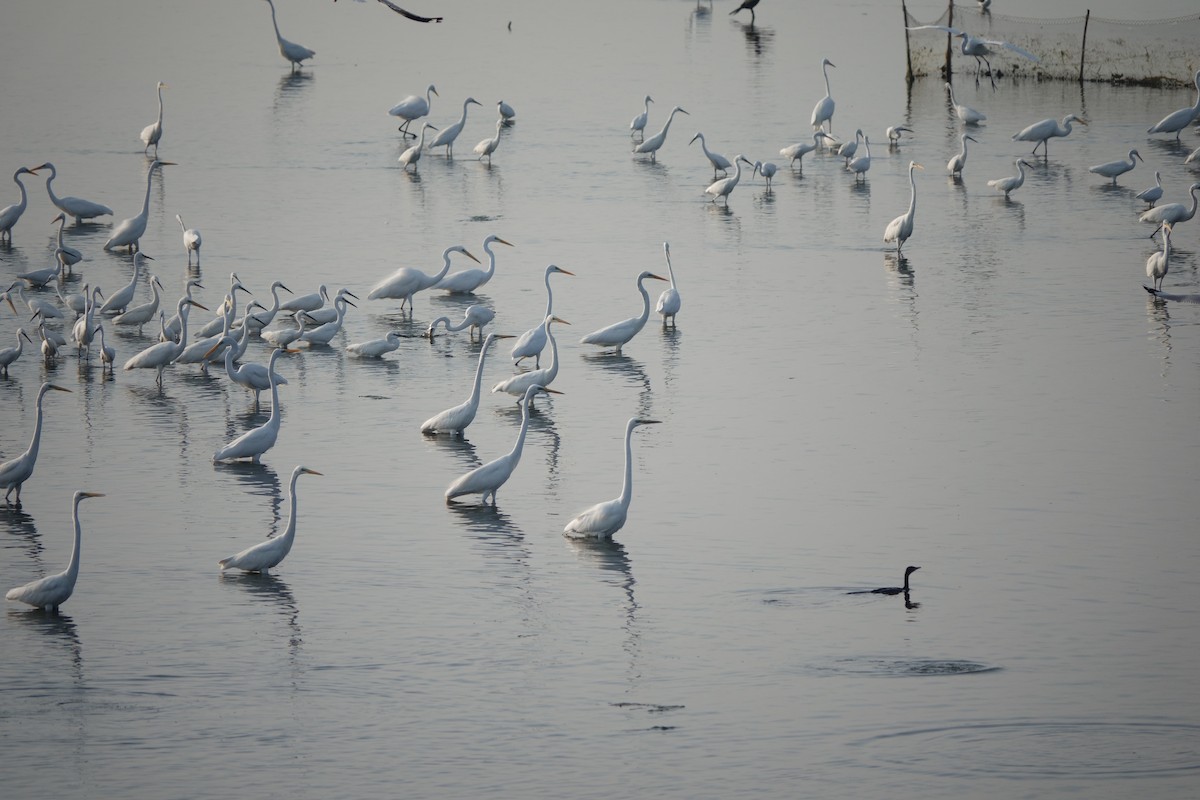 Medium Egret - Madhan Dhanushkodi