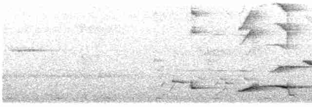 Black-naped Oriole (East Asian) - ML616500167