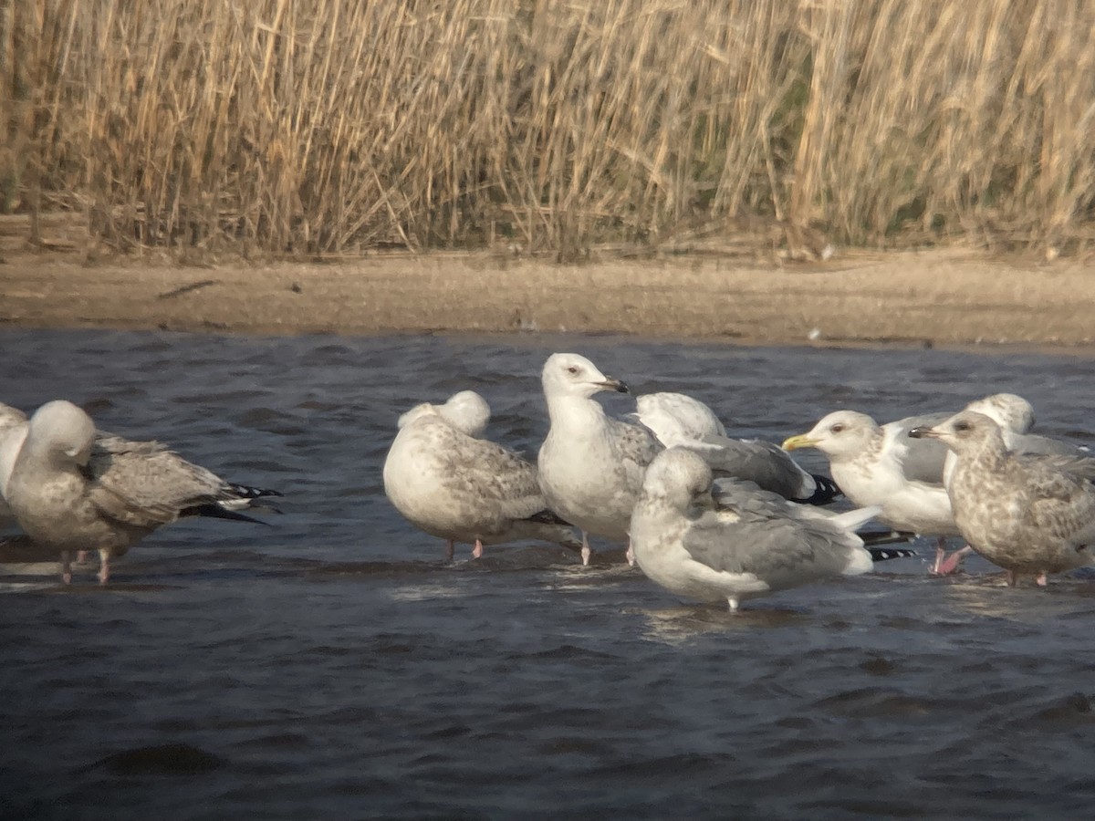 Herring Gull (Mongolian) - ML616500185