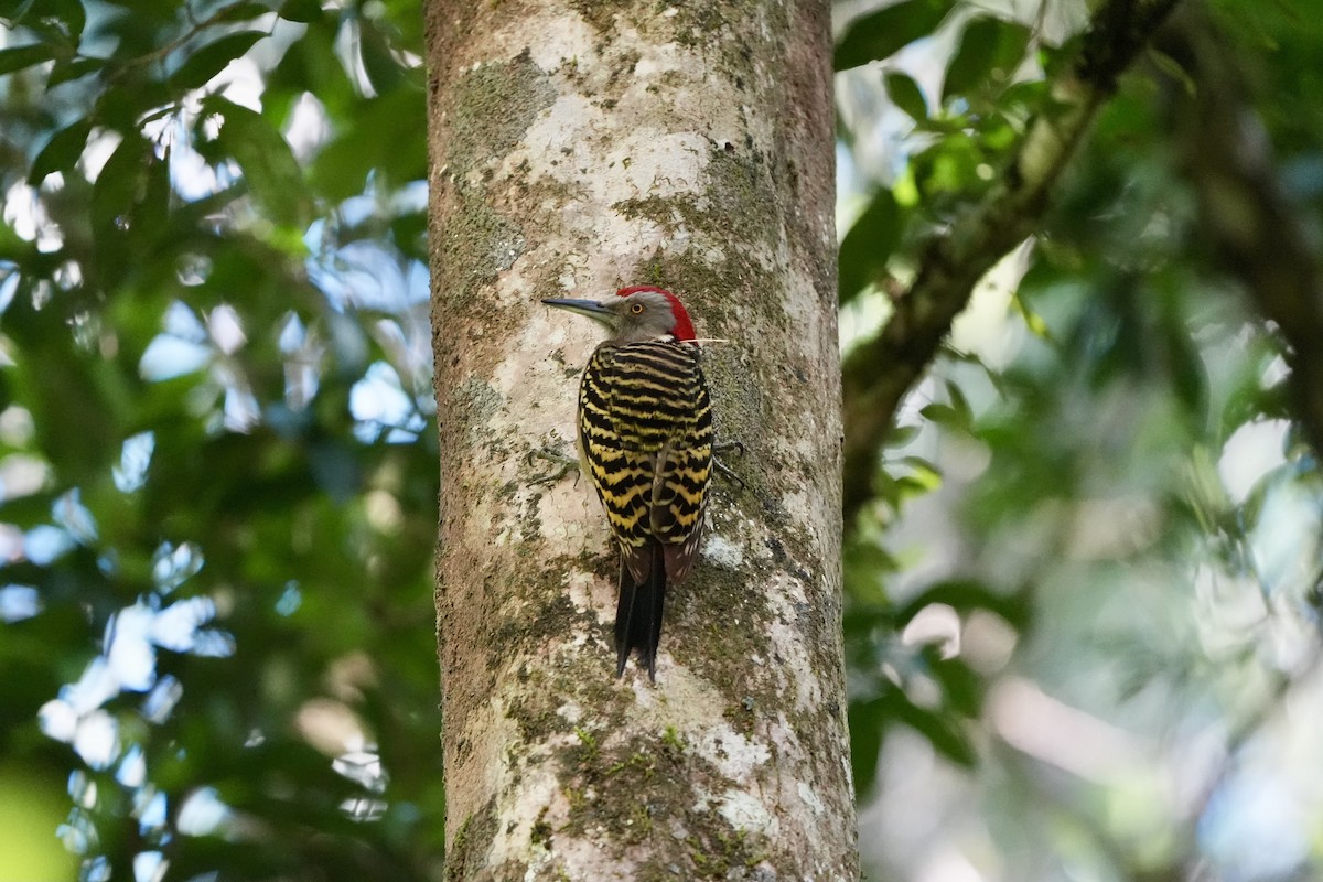 Hispaniolan Woodpecker - ML616500195