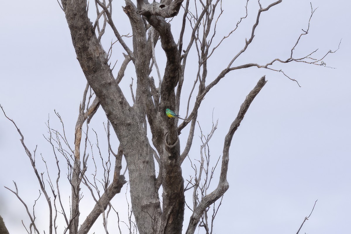 Red-rumped Parrot - ML616500196