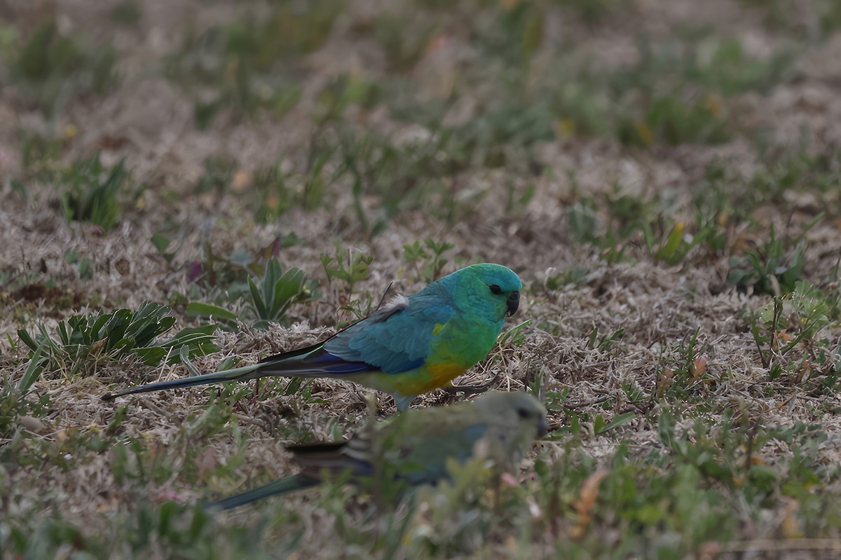 Red-rumped Parrot - ML616500197