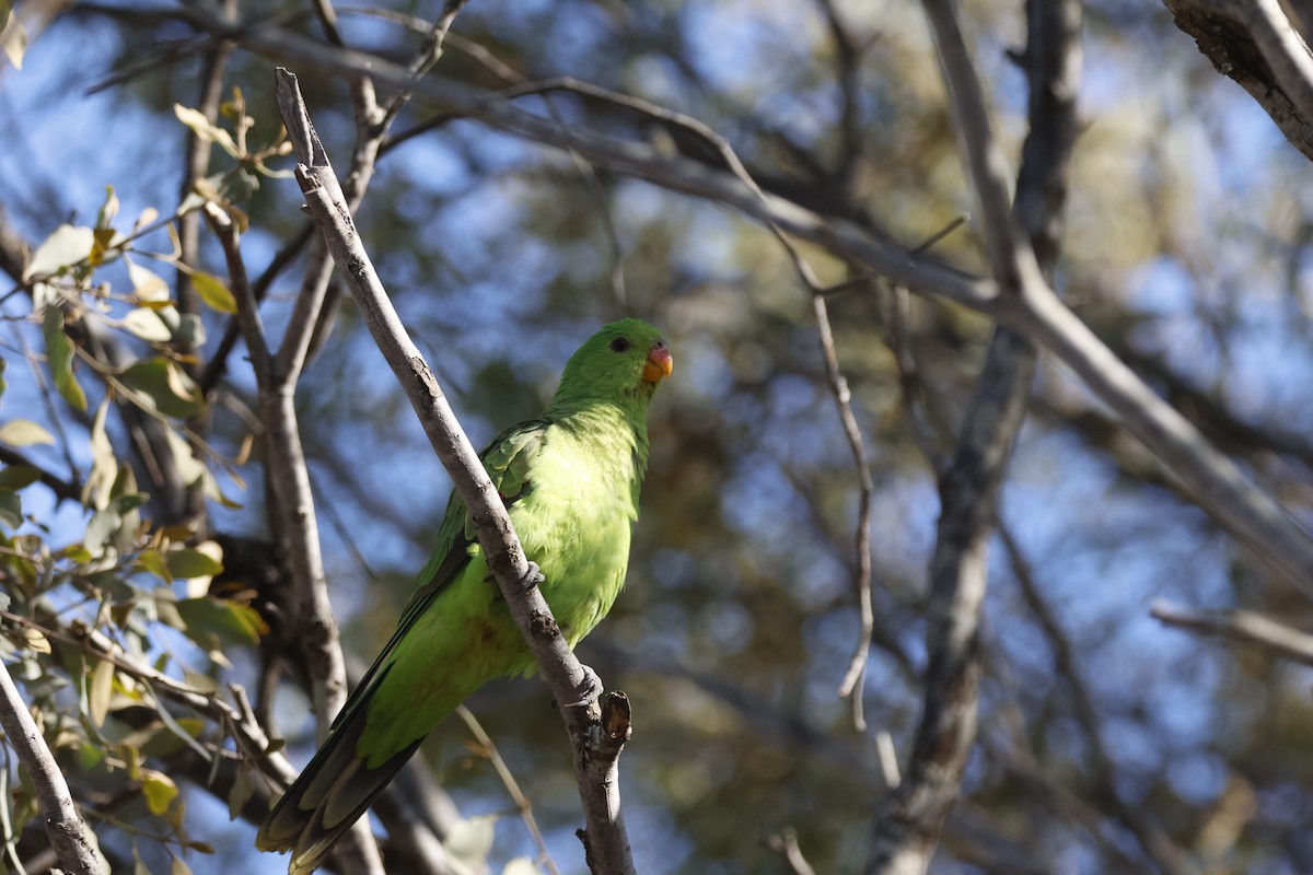 Red-winged Parrot - ML616500225