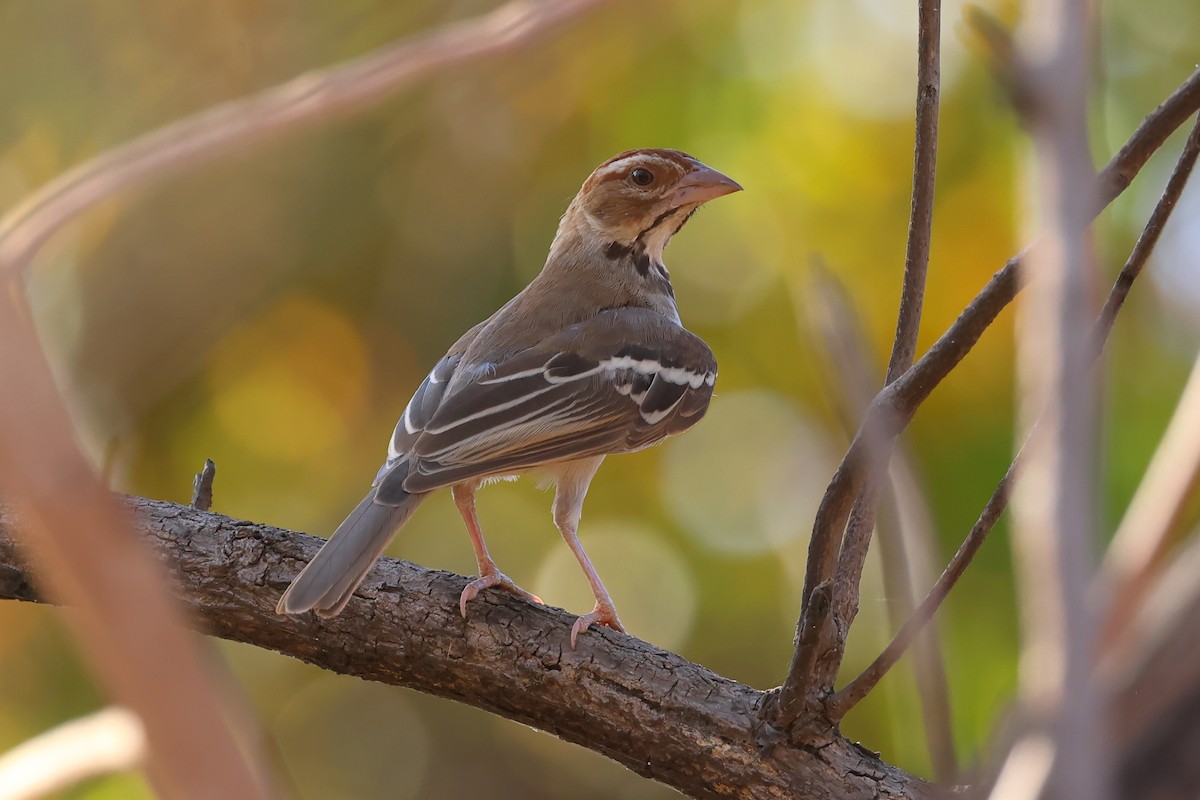 Chestnut-crowned Sparrow-Weaver - ML616500234