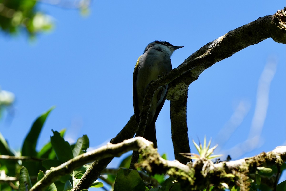 Black-crowned Palm-Tanager - ML616500276
