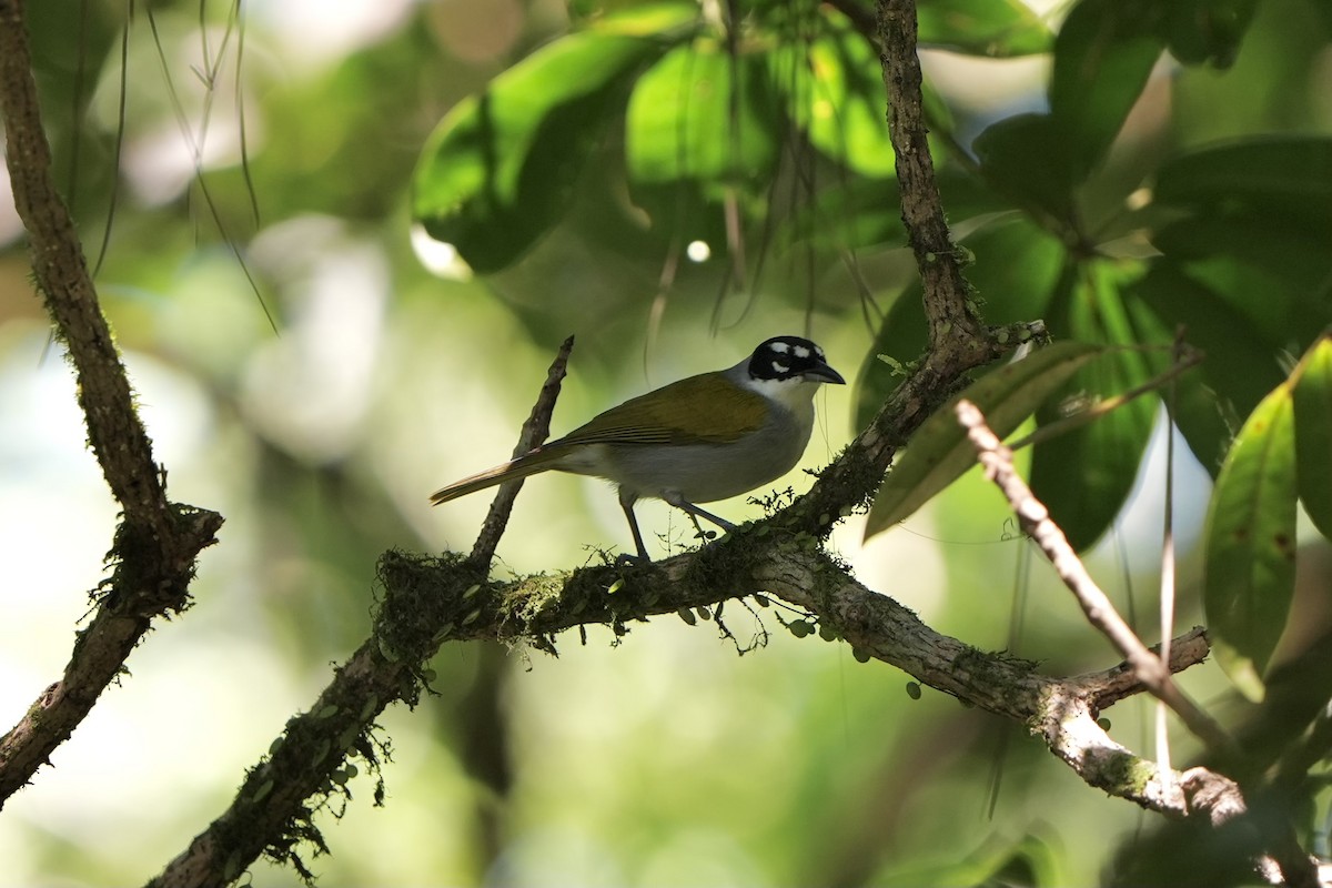 Black-crowned Palm-Tanager - ML616500278