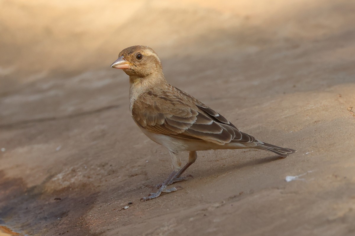 Sahel Bush Sparrow - ML616500289