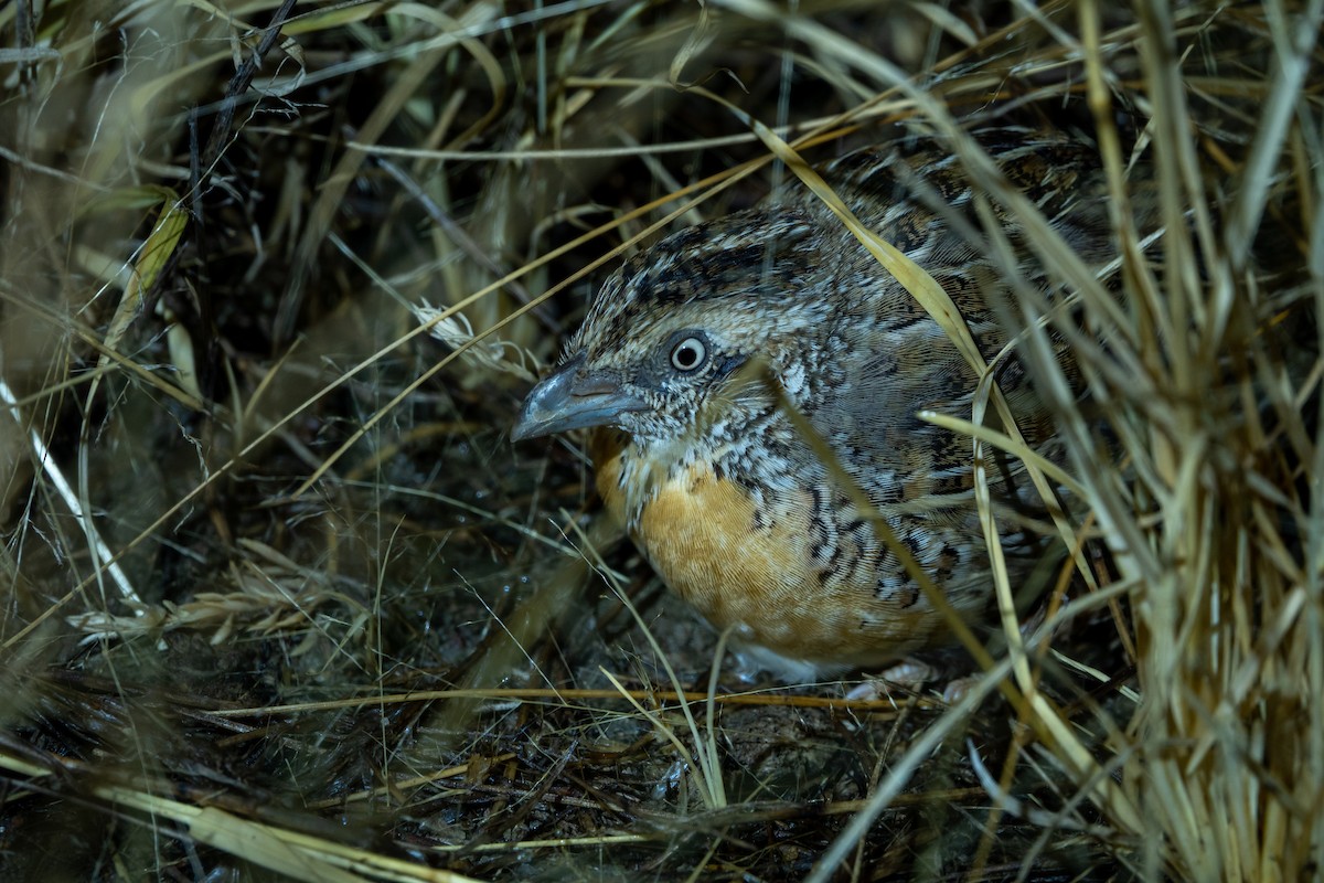 Red-chested Buttonquail - Daniel Weldon