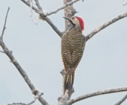 Black-necked Woodpecker - ML616500392