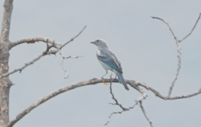 Blue-gray Tanager (White-edged) - ML616500403